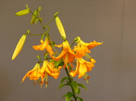 Foto: Dr. Peter Müller